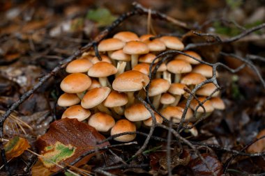 Sonbahar ballı agarik Latin Armillaria mellea ormanda, ıslak yapraklar ve ağaç dalları arasında yetişir.