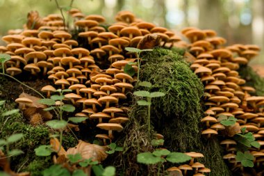Sonbahar bal grubunda güzel manzara agarik Latin Armillaria mellea ormandaki açık, bulanık arka planda yetişir