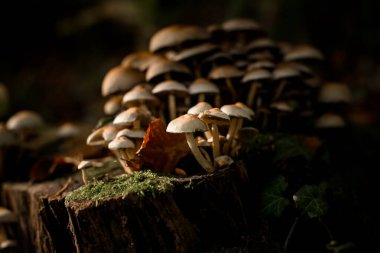 Sonbahar ormanlarında ağaç kütüğünde büyüyen küçük Hypholoma capnoides mantarlarının yakın çekim görüntüsü. Seçici odak.