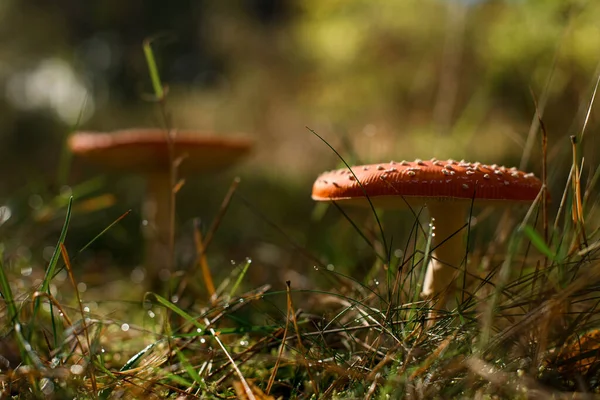 在绿草和松树针中的野性毒红蘑菇 看到苍蝇的不可知论的身影 春季森林中的天牛菇 — 图库照片