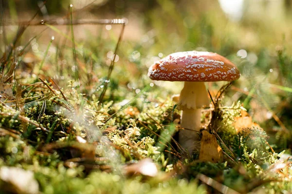 秋天的森林里生长着野生有毒的麝香蘑菇 在潮湿的森林草地上飞舞 野生毒菌 — 图库照片