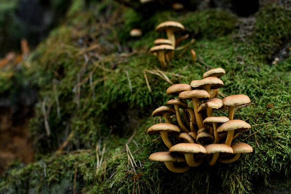 Selective focus of wild mushrooms Armillaria growing on tree stump with green moss in forest. Mushrooms of family Physalacriaceae