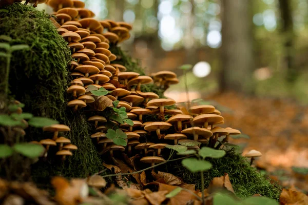 Piękny Widok Obfite Zbiory Grzybów Rośnie Lesie Deszczu Leśna Przyroda — Zdjęcie stockowe