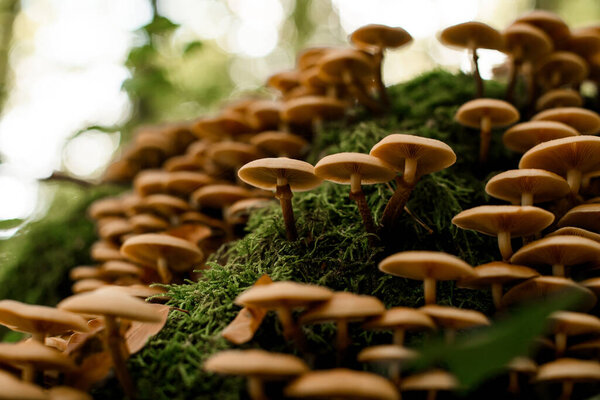 Honey agaric mushrooms grow on tree stump in forest. Edible agaric forest Armillaria mellea, closeup view