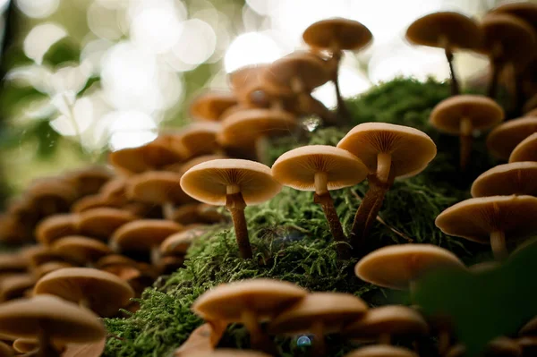 Honey agaric mushrooms grows between green moss on forest glade, closeup view. autumn mushroom hunting season