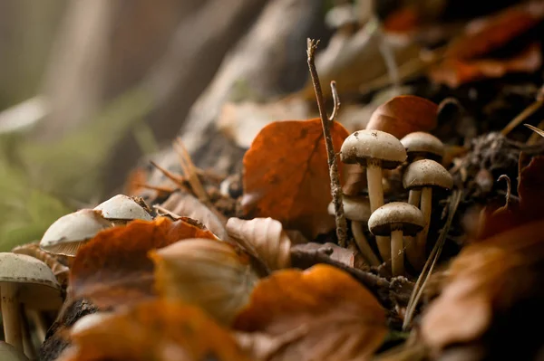 毒キノコの群乾燥した葉と木の枝の間の秋の森の中でハイフォロマのファシズムが成長します クローズアップビュー — ストック写真