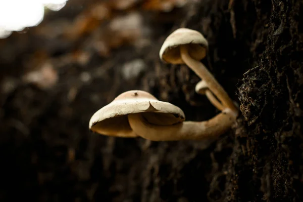 Group of poisoned mushrooms Hypholoma capnoides growing on tree trunk in autumn forest. Closeup view. Blurred background