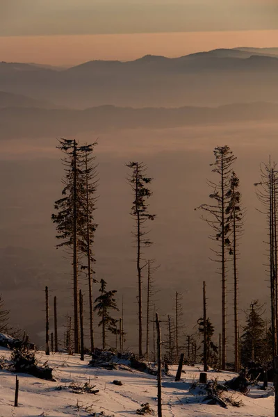 冬季景观 雾气弥漫 冷杉林立 前景广阔 是的多雾的冬日在山上 背景上覆盖着高山的雪 — 图库照片