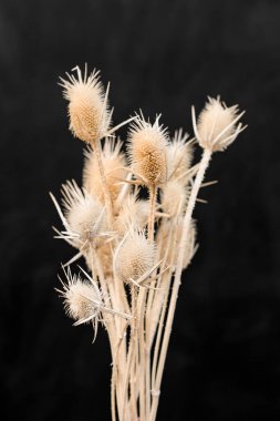 Pastel nötr bir buket dallanmış küçük çiçekler. Çiçekçilik sanatında kompozisyon. İkebana çiçeğinde kurumuş çiçek.