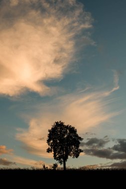 Büyük yeşil bir ağaç, çimlerle kaplı bir tepede tek başına duruyor. Gün batımında süzülen beyaz bulutlu mavi gökyüzüne karşı.