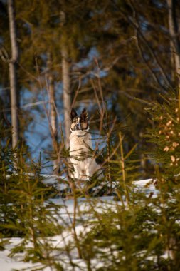 Kışın ormanda kar üzerinde oturan melez çoban köpeğinin seçici odak noktası. Arka planda ağaçlar ve mavi gökyüzü.