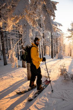 Erkek gezgin, güneşli bir günde karla kaplı dev köknar ağaçlarının arasında duruyor ve omzunu kameraya çeviriyor. Kış dağlarında büyülü bir macera.