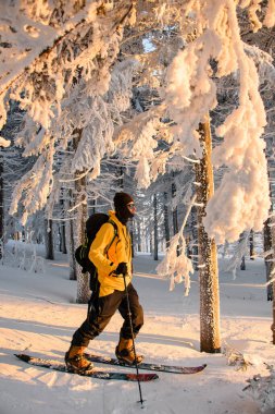 Erkek gezginin yan görüntüsü, güneşli bir günde karla kaplı dev köknar ağaçlarının arasında duruyor ve başka yere bakıyor. Kış dağlarında büyülü bir macera.