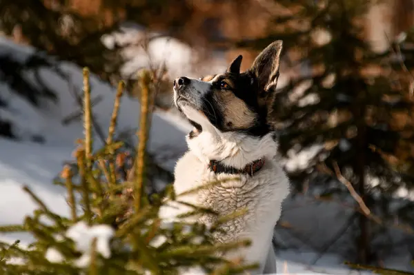 Bright Portrait Mixed Breed Dog Sitting Still Snow Winter Forest — Stock Photo, Image
