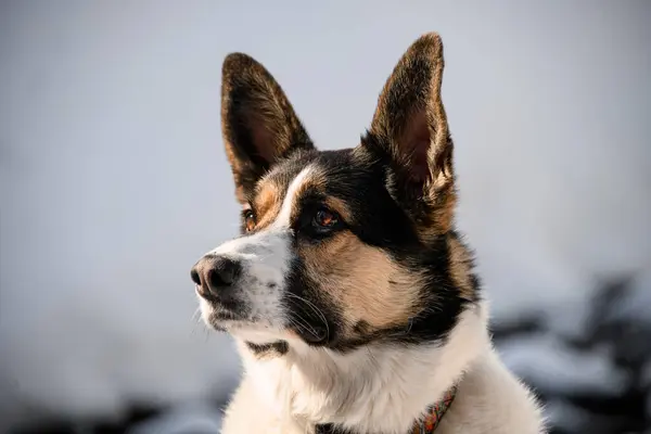 Side View Beautiful Mixed Breed Dog Laika Winter Mountain Trip — Stock Photo, Image