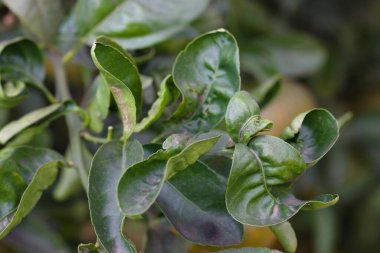 Close-up of some leaves of an orange tree that are being attacked by some type of disease caused by mite infection, leaf miner, mealybug or thrips