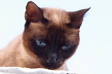 Close-up image of a cat's face, which has theshort brown hair and looks like siamese breed with white background of illuminated sky