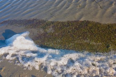 The first line of a beach where you can see foam floating on the water along with a lot of seaweed