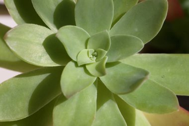 Tarafsız bir arkaplanda yeşil yapraklı bir çiçeğin ayrıntıları.