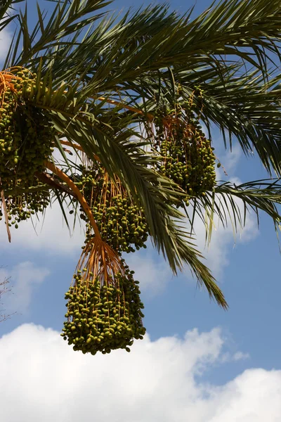 Image of some branches of a date palm (Phoenix dactylifera) that have dates in the process of ripening