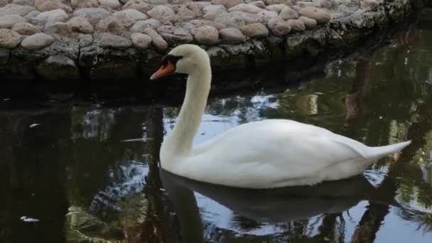 一只长脖子的白天鹅在一个小湖中圆圈游动的录像 — 图库视频影像
