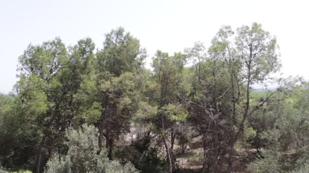 Jemný Vítr Houpe Větve Borovic Lese Zatímco Pozadí Poslouchají Cikády — Stock video