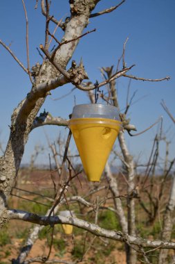 Turuncu ağaçlara ve hurma ağaçlarına saldıran Akdeniz sineği (Ceratitis capitata) için sarı sinek kapanına yakın plan