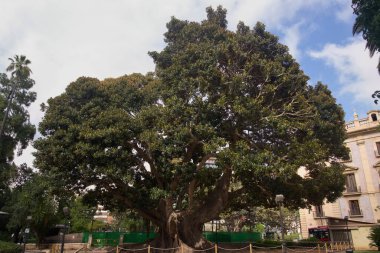 Gran Ficus del Parterre, (ficus makrophylla) 1852 'den beri Valencia' da bir bahçede Moreton Bay Fig olarak bilinen bir boğucu incir.