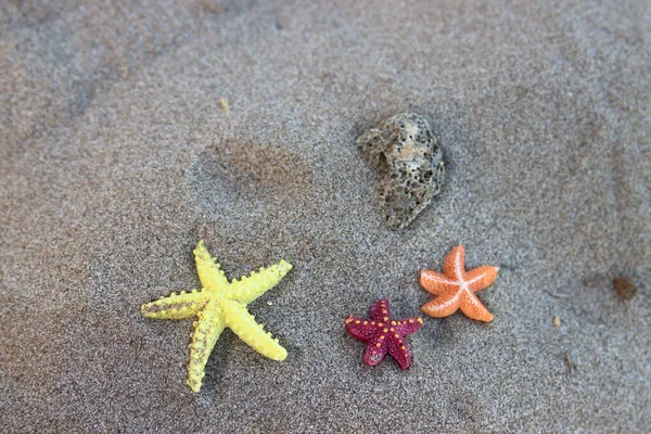 Närbild Sammansättning Några Sjöstjärnor Olika Färger Den Bruna Sanden Stranden — Stockfoto