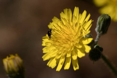 Sowberry 'nin sarı çiçeğinin (Sonchus oleraceus), Sonchus cinsinin bitkisel bitkisinin yaprakları arasında bir böcekle yakın plan görüntüsü.