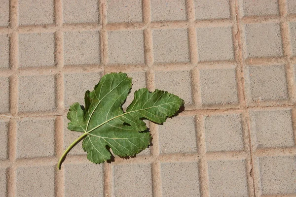 Image from above with copy space of a green fig leaf on the tiled floor of a park