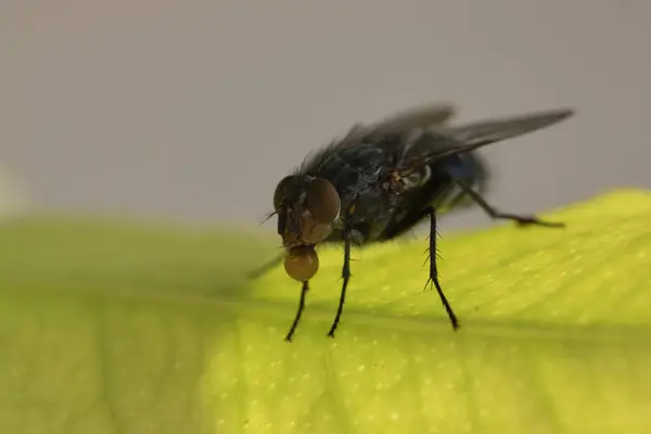 stock image Macro close-up of a large fly Calliphora vomitoria (Calliphoridae) perched on a green leaf with a drop of water to cool off