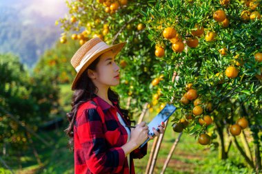 Portakal bahçesindeki organik portakal meyvelerinin kalitesini araştıran Asyalı kadın çiftçi. Teknoloji konsepti olan tarım endüstrisi. Akıllı çiftlik.