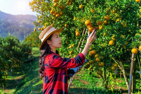 Azjatka Rolnik Pracuje Kontroluje Jakość Owoców Pomarańczy Organicznej Sadzie Pomarańczowym — Zdjęcie stockowe