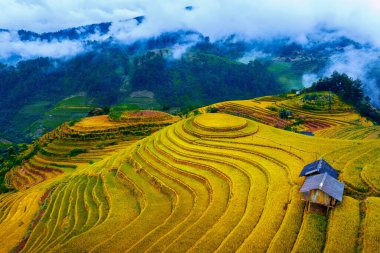 Mu cang chai, Vietnam 'da Mam xoi' nin güzel pirinç terasları.