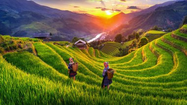 Hmong ethnic minority women walking on rice terraces in Mu Cang Chai, Yen Bai, Vietnam. clipart