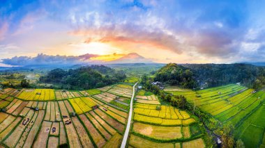 Pirinç tarlası panoraması ve Endonezya Bali 'de Agung Dağı..