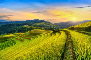 Beautiful Rice terraces at Mam xoi viewpoint in Mu cang chai, Vietnam. clipart