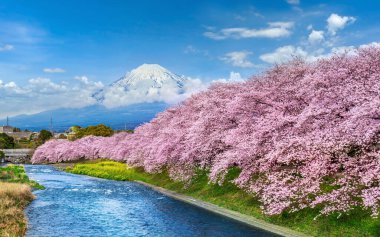 İlkbaharda Fuji dağları ve kiraz çiçekleri, Japonya.