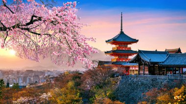 Japonya 'da gün batımında kiraz çiçekleri ve kırmızı pagoda.