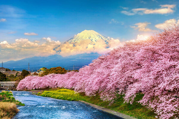 Fuji mountains and cherry blossoms at sunset, Shizuoka in  Japan.