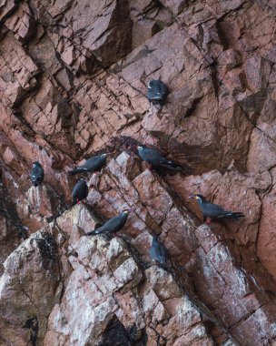 Ballestas Adaları 'ndaki Inca Tern, Paracas yarımadası açıklarındaki bir grup küçük ada.