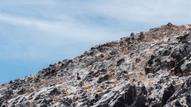 Ballestas Adaları 'ndaki Guanay Karabatağı, Paracas yarımadası açıklarındaki küçük adalar grubu.