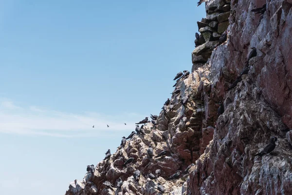 Ballestas Adaları 'ndaki Inca Tern, Paracas yarımadası açıklarındaki bir grup küçük ada.