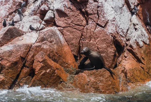 Leão Marinho Sul Americano Reserva Nacional Paracas Ica Peru — Fotografia de Stock