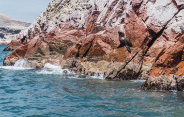 Güney Amerika deniz aslanı Paracas Ulusal Rezervinde, Ica Peru