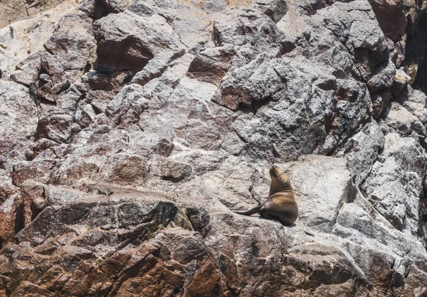 Південно Американський Морський Лев Paracas National Reserve Ica Peru — стокове фото