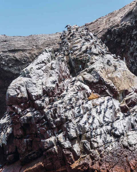 Перуанський Бубі Бальєстаських Островах Групі Невеликих Островів Розташованих Біля Півострова — стокове фото