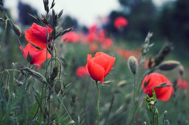 Çayırdaki kırmızı gelincik çiçekleri 