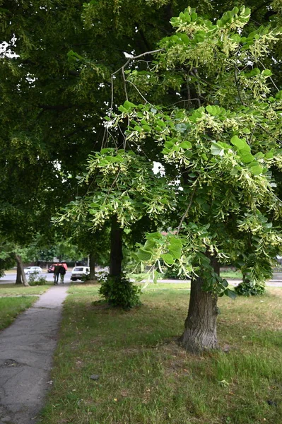 公園内のリンデンの木を咲かせ — ストック写真